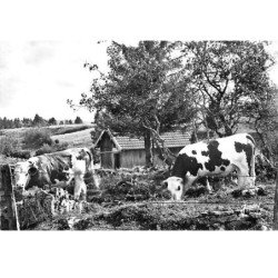 Pâturage dans le HAUT DOUBS - très bon état