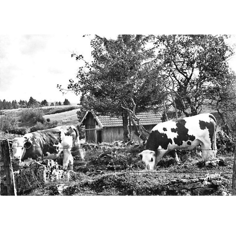 Pâturage dans le HAUT DOUBS - très bon état