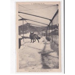 GERARDMER : Ranch de Fachepremont, Jeune femelle née au Ranch - très bon état