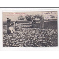 PITHIVIERS : La récolte du Safran, Safranières et cueillette de la Fleur - très bon état