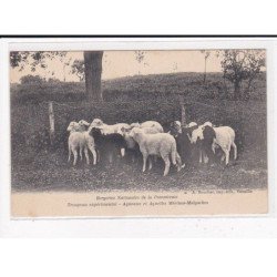 Bergerie Nationale de la Pommeraie, Troupeau expérimental, Agneaux et Agnelles Mérinos-Malgaches - très bon état