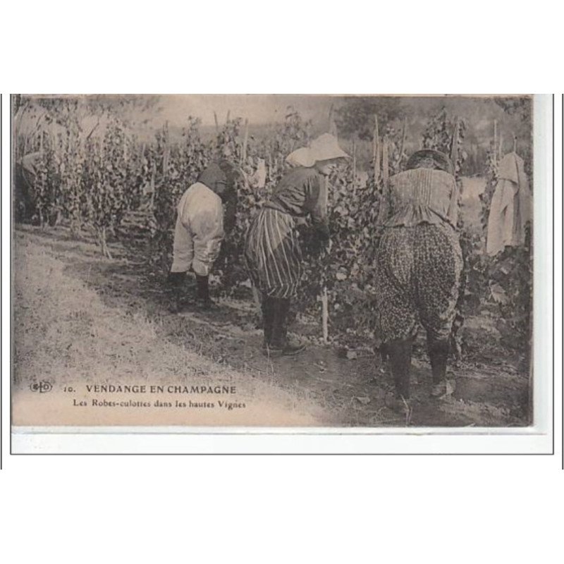 VENDANGE EN CHAMPAGNE - Les robes culottes dans les hautes vignes - très bon état