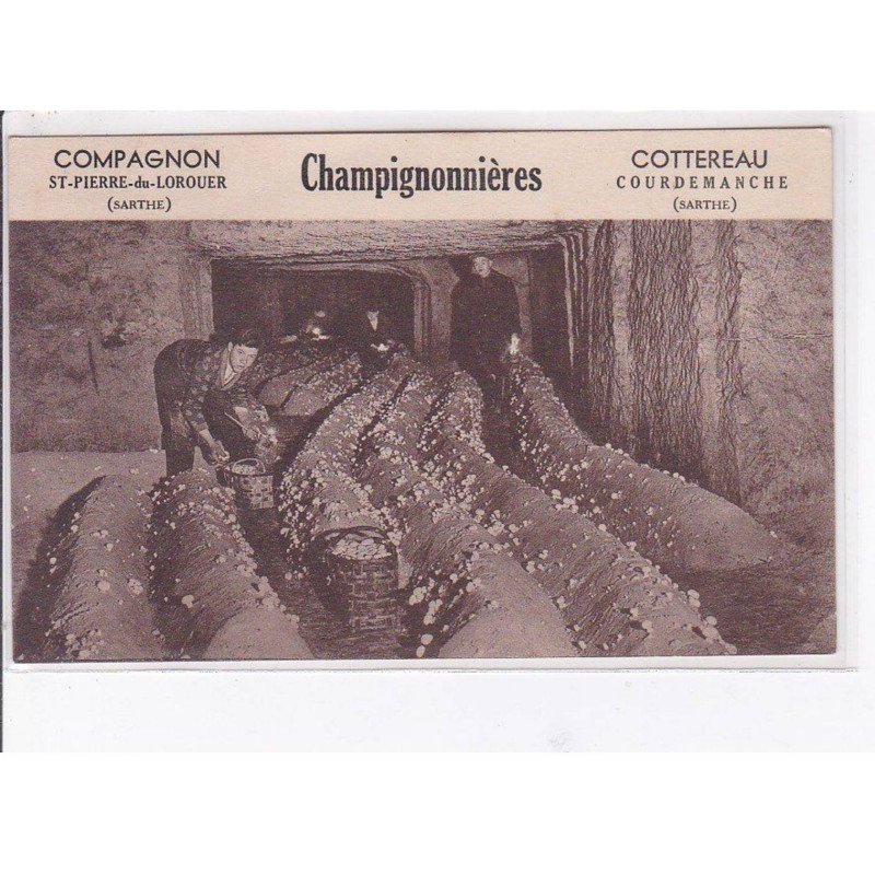 ST PIERRE DE LOROUER - COURDEMANCHE - Champignonnières - Très bon état