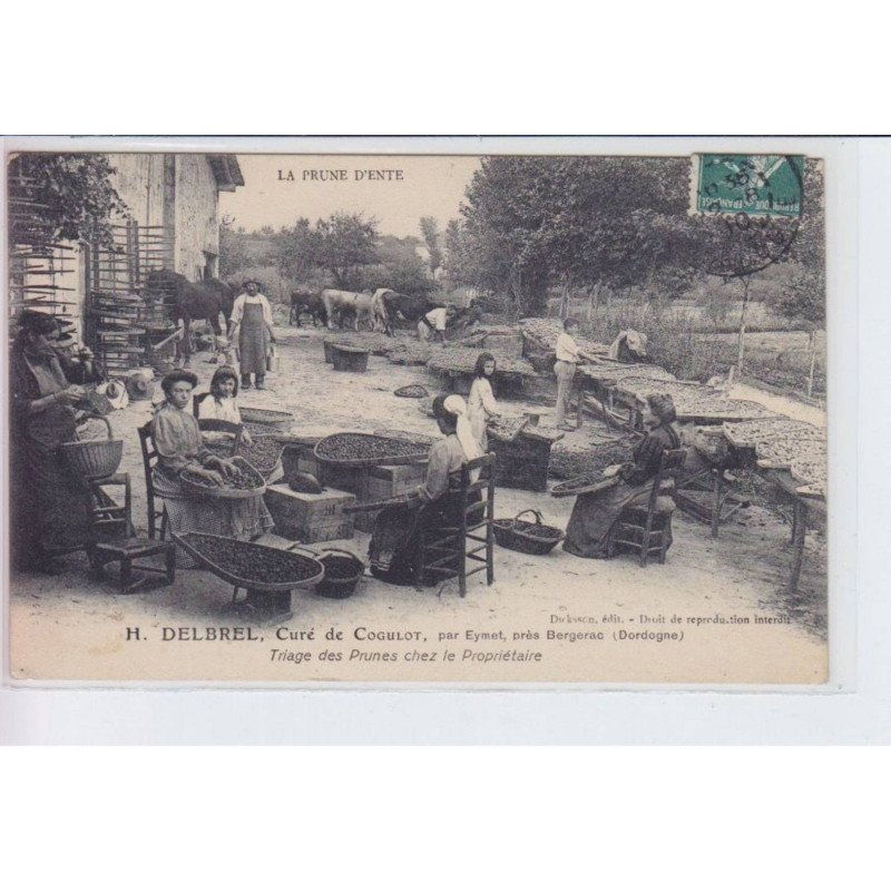 COGULOT (EYMET près Bergerac): la prune d'ente H. Delbrel curé de cogulot triage des prunes  - très bon état