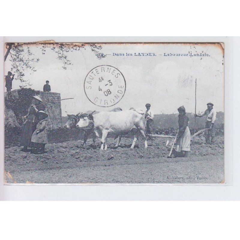 LANDES: laboureur landais, boeufs - état