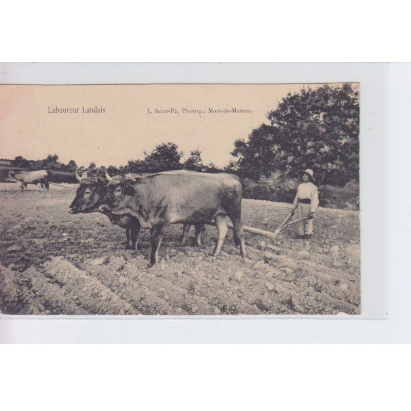 LANDES: laboureur landais, boeufs - très bon état