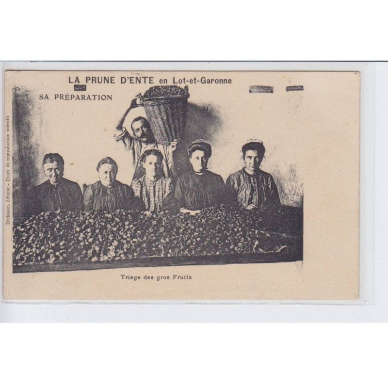 LOT-et-GARONNE: la prune d'ente, sa préparation triage des gros fruits - très bon état LOT-et-GARONNE: la prune d'ente, sa préparation triage des gros fruits - très bon état