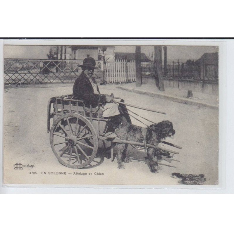 EN SOLOGNE: attelage de chien - très bon état