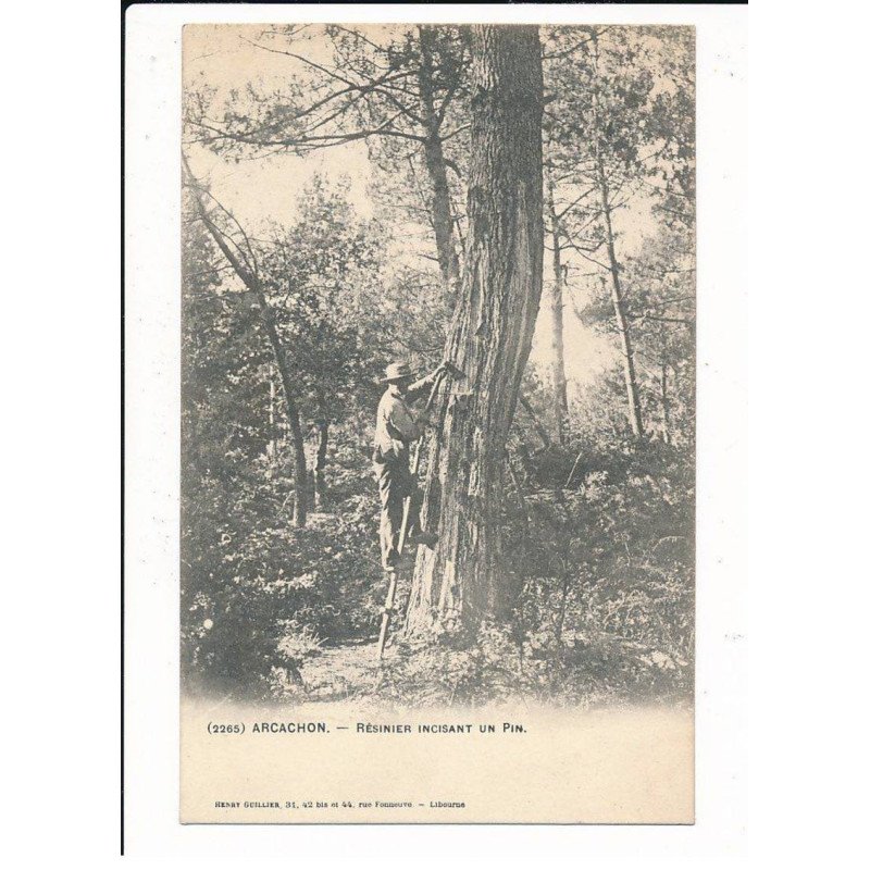 ARCACHON: résinier incisant un pin - état
