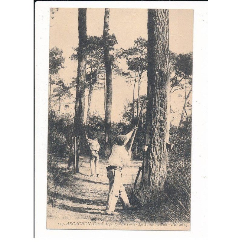 ARCACHON: en fôret la taille des pins - très bon état