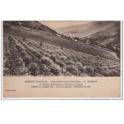 ANNOT : lavanderaies cultivées - C. Camet - Très bon état