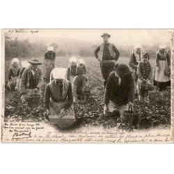 CHANSONS: plougastel-daoulas, cueillette des fraises à l'aube - bon état
