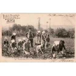 CHANSONS: plougastel-daoulas, cueillette des fraises à l'aube - état