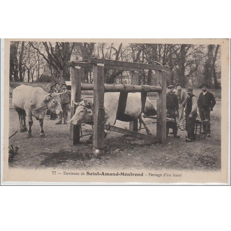 environs de SAINT AMAND MONTROND : le ferrage d'un boeuf - très bon état