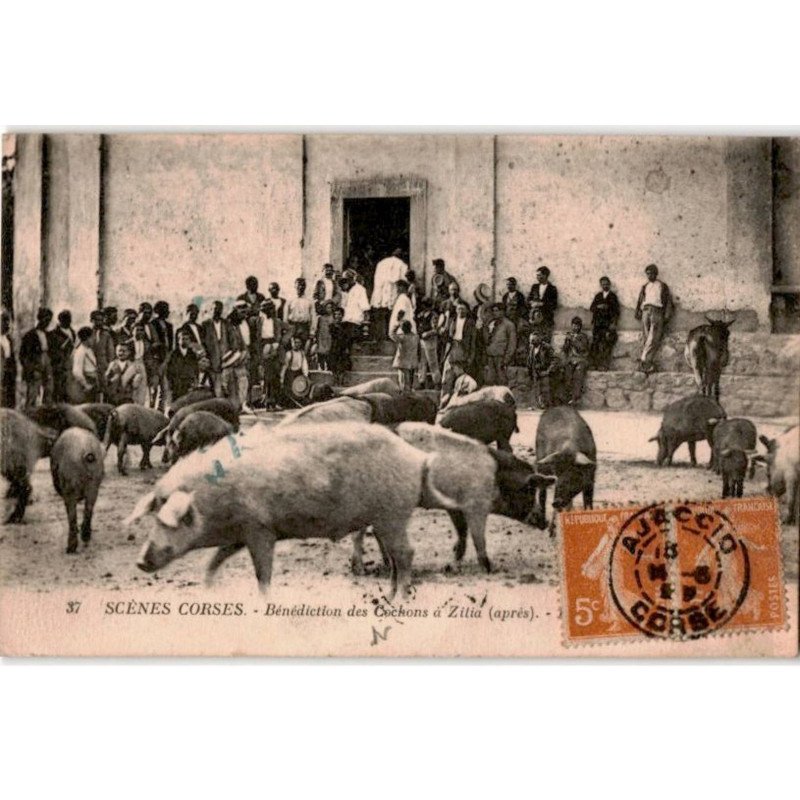 CORSE: ZILIA: bénédiction des cochons à Zilia - très bon état
