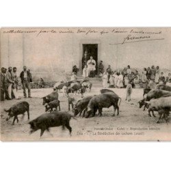 CORSE: ZILIA: la bénédiction des cochons (avant) - très bon état