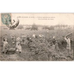 GREZ-SUISNES: culture spéciale de rosiers une cueillette de roses - très bon état