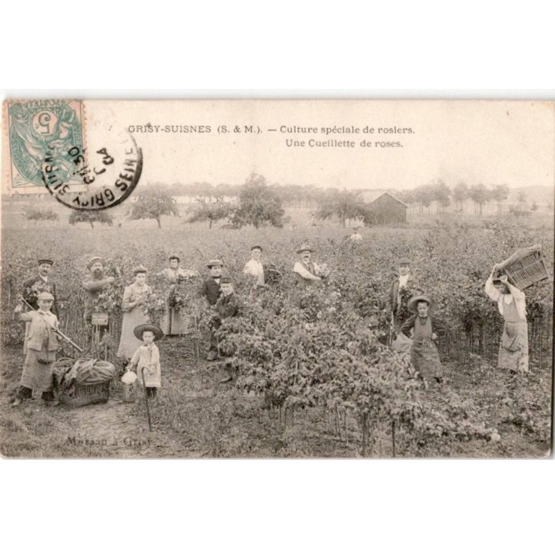 GREZ-SUISNES: culture spéciale de rosiers une cueillette de roses - très bon état