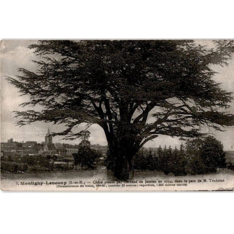 MONTIGNY-LENCOUP: cèdre planté par Bernard de Jussien en 1734 dans le parc de M. Trudaine - état