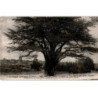 MONTIGNY-LENCOUP: cèdre planté par Bernard de Jussien en 1734 dans le parc de M. Trudaine - état