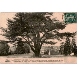 MONTIGNY-LENCOUP: le cèdre (côté sud) planté par Bernard de Jussieu en 1734 - très bon état
