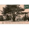 MONTIGNY-LENCOUP: le cèdre (côté sud) planté par Bernard de Jussieu en 1734 - très bon état