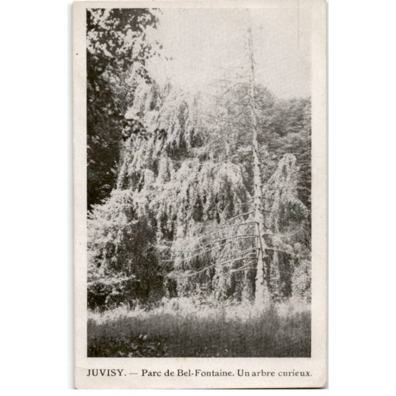 JUVISY-sur-ORGE: parc de bel-fontaine, un arbre curieux - très bon état