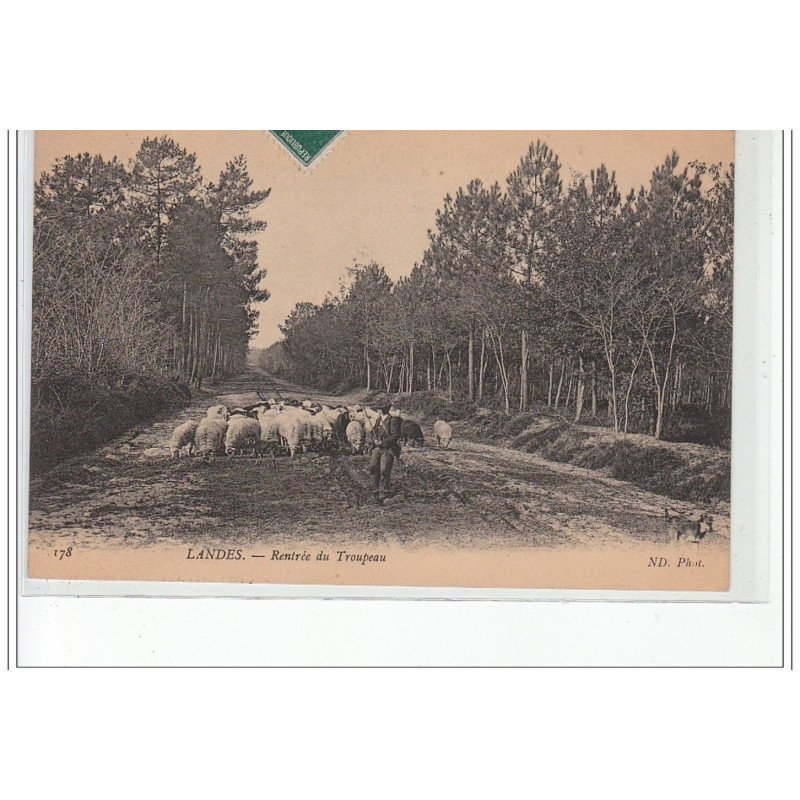 LANDES - Rentrée du troupeau - très bon état LANDES - Rentrée du troupeau - très bon état
