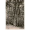 FONTAINEBLEAU: le nid de l'aigle, forêt de fontainebleau - très bon état