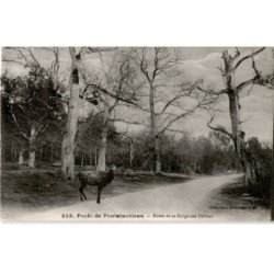 FONTAINEBLEAU: route de la gorge aux néfliers - très bon état