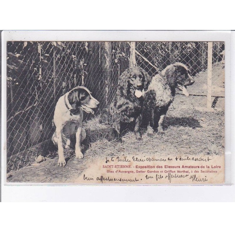 SAINT-ETIENNE: exposition des eleveurs amateurs de la loir, chiens - très bon état