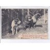 SAINT-ETIENNE: exposition des eleveurs amateurs de la loir, chiens - très bon état