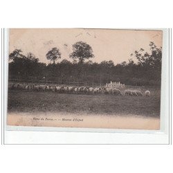 Haras du Perray - Moutons d'Oxford - état