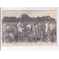 EN SOLOGNE: les vendanges dans les vignes la cueillette du raisin - très bon état