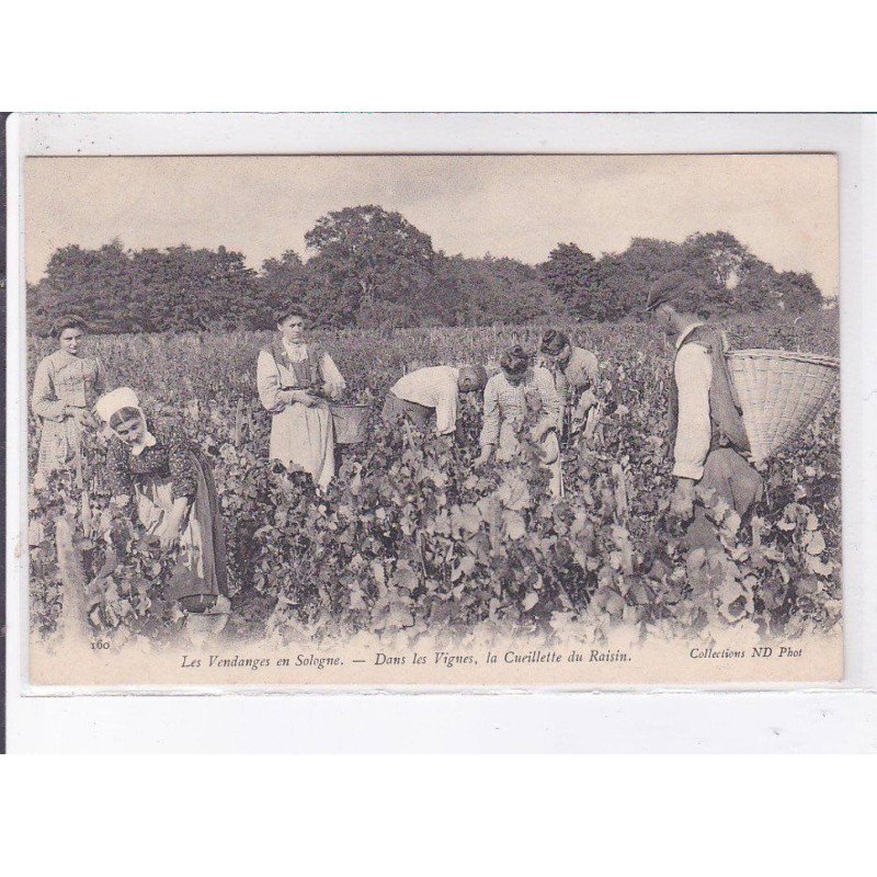 EN SOLOGNE: les vendanges dans les vignes la cueillette du raisin - très bon état