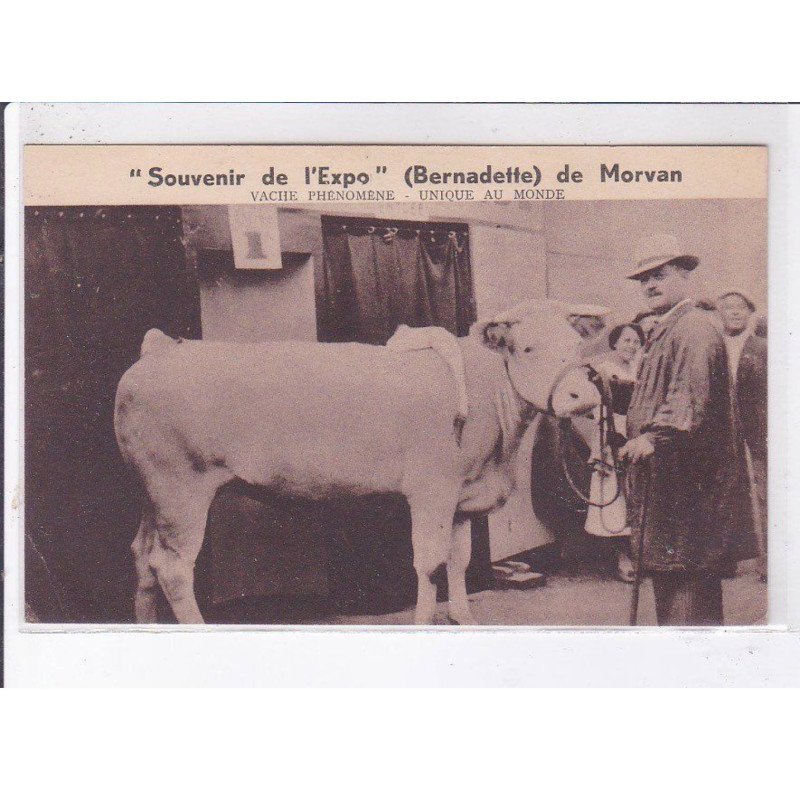 NIEVRE: souvenir de l'expo bernadette de morvan vache phénomène unique au monde - état
