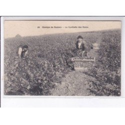 YERRES: champs de rosiers, la cueillette des roses - très bon état