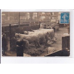 PARIS: salon de l'agriculture (boeufs de la maison Pilter - très bon état