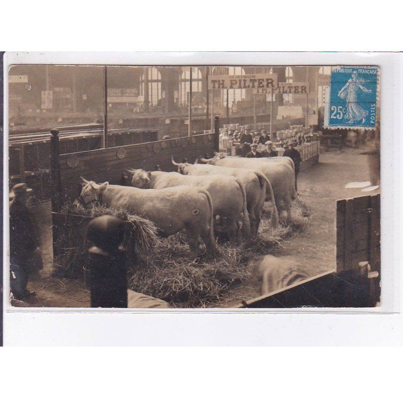 PARIS: salon de l'agriculture (boeufs de la maison Pilter - très bon état