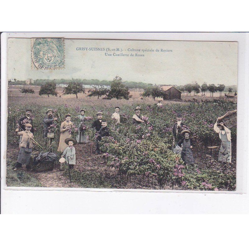 GRISY-SUISNES: culture spéciale de rosiers, une cueillette de roses - très bon état