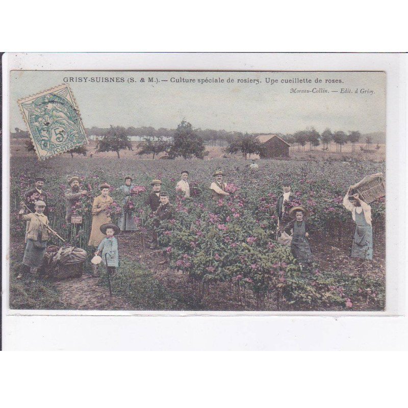 GRISY-SUISNES: culture spéciale de rosiers, une cueillette de roses - très bon état