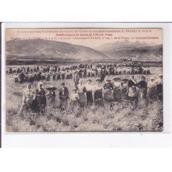 MARSEILLE: vue partielle des plantations des fleurs de pyrèthre des établissement A. Gaubet & fils - état