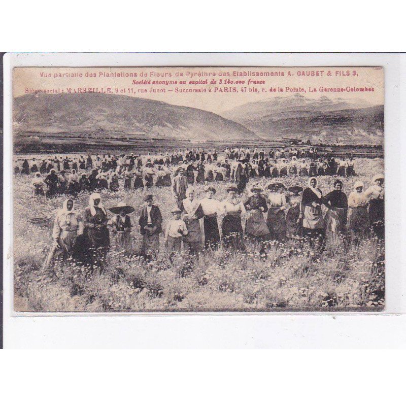 MARSEILLE: vue partielle des plantations des fleurs de pyrèthre des établissement A. Gaubet & fils - état