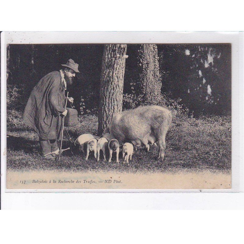 DORDOGNE: balzalois à la recherche des truffes - très bon état