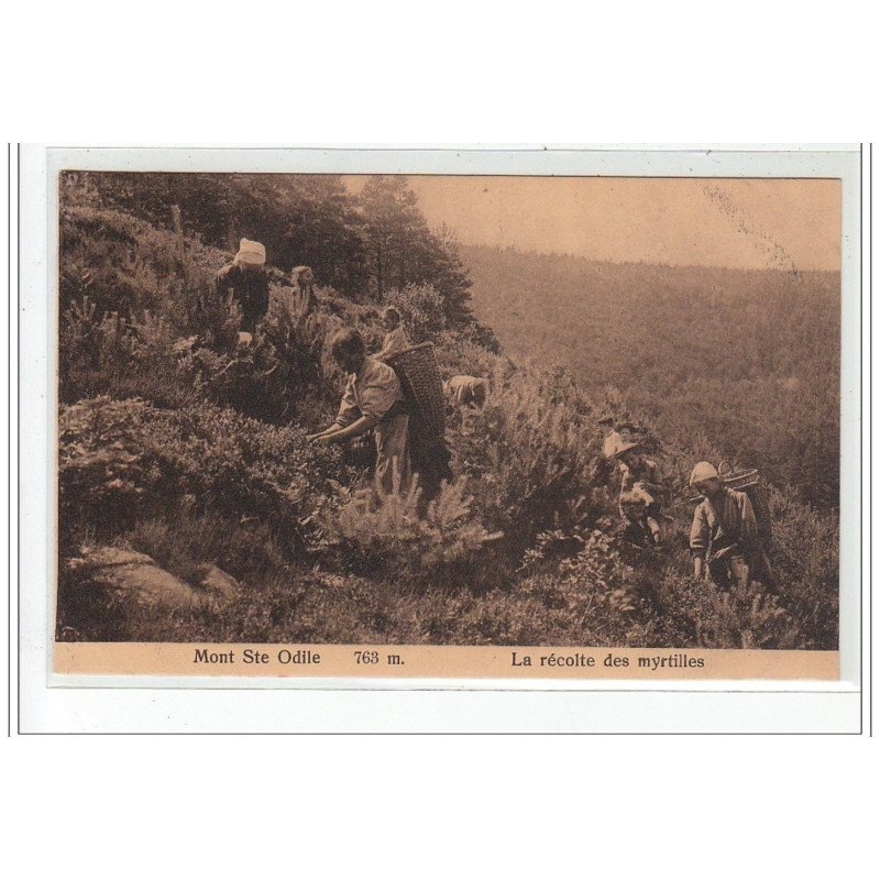 MONT SAINTE ODILE - La récolte des myrtilles - très bon état