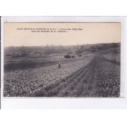 SAINT-MARTIN-la-GARENNE: culture des petits pois sous les bosquets de la "désirée" - très bon état