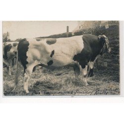 SEMUR EN AUXOIS : photographe à semur en auxois, photo format CPA; comice agricole, vache - tres bon etat