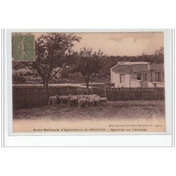 Ecole Nationale d'Agriculture de GRIGNON - Agneaux au pâturage - très bon état