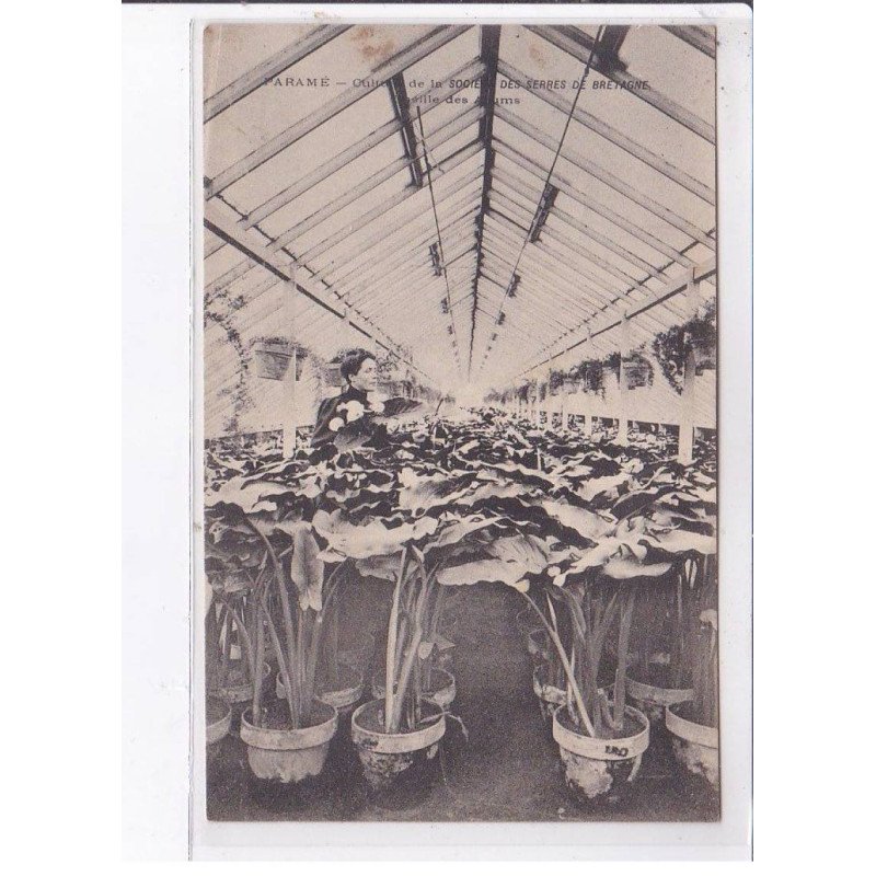 PARAME: culture de la société des serres de bretagne - état