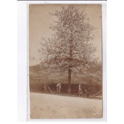 MANCENANS: grand arbre - très bon état